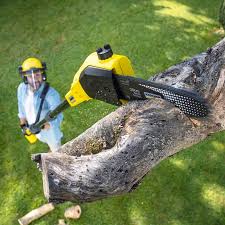 Why Choose Our Tree Removal Services in Virginia Gardens, FL?